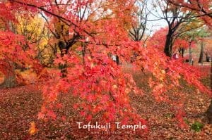 Tofuku-ji4